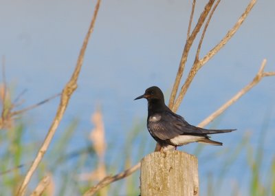 Black Tern