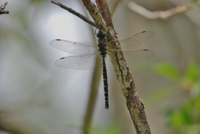 Variable Darner