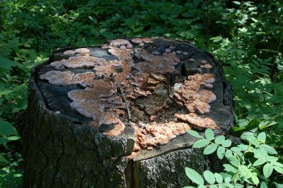 Tree Stump & Wood Fungii