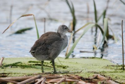 Juvnile Coot