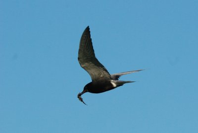 Black Tern & Lunch