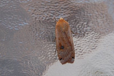 Moth-Cryptocala acadiensis