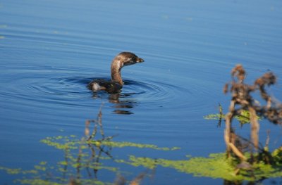 Pied-billed Grebe