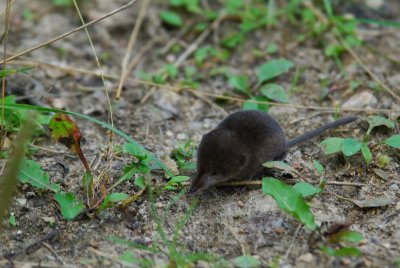 Cinereus Shrew