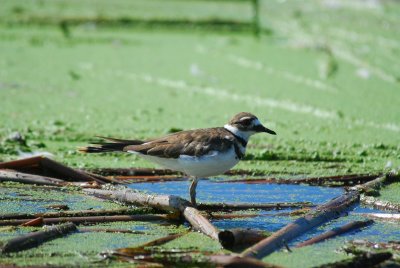 Killdeer