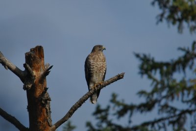 Broad-winged Hawk