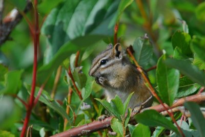 Least chipmunk