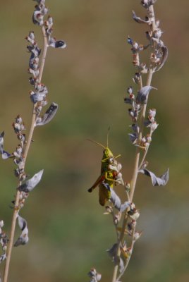 Grasshopper on Sage