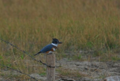 Belted Kingfisher (F)