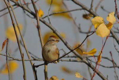 Am.Tree Sparrow