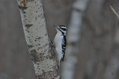 H__Woodpecker