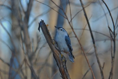 W.B__Nuthatch