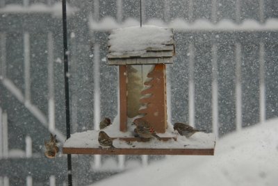 A Snowy Day