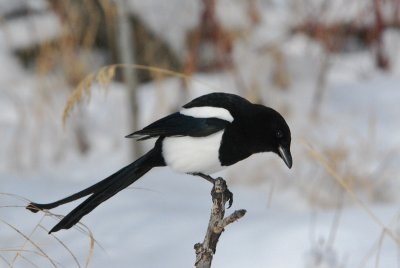 B.B__Magpie