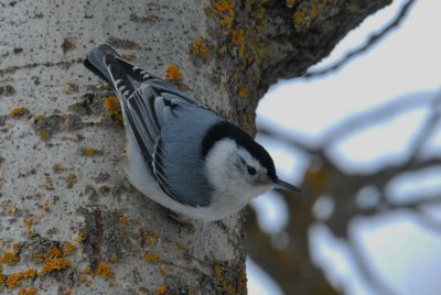 W.Br__Nuthatch