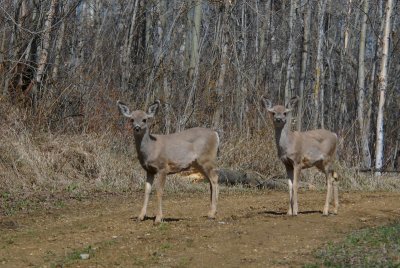 Young Mulies
