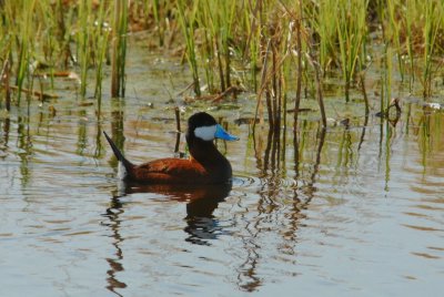 Ruddy Duck