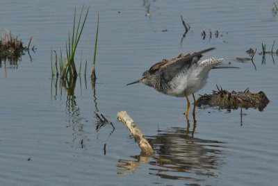 Lesser Yellowlegs