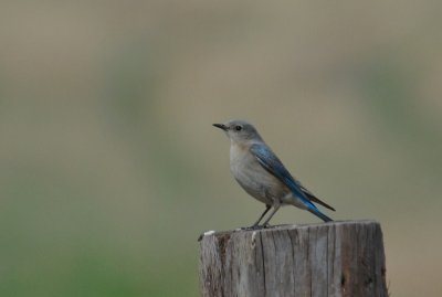 Mountain Bluebird