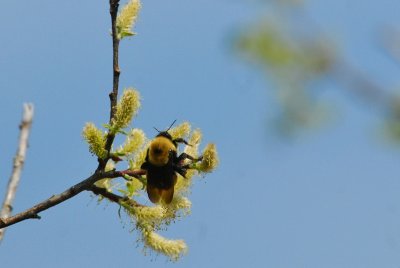 Bumblebee on Willow Catkin