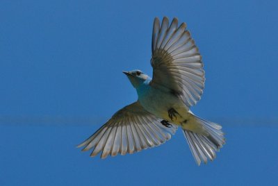 Mountain Bluebird (m)