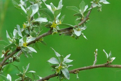 Wolf Willow(Silverberry) in Bloom