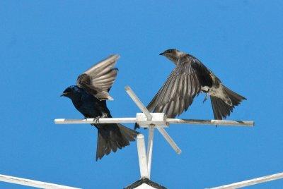 Purple Martins