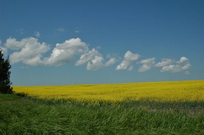 Canola Field Forever