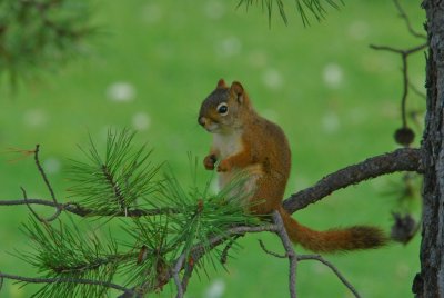 Red Squirrel