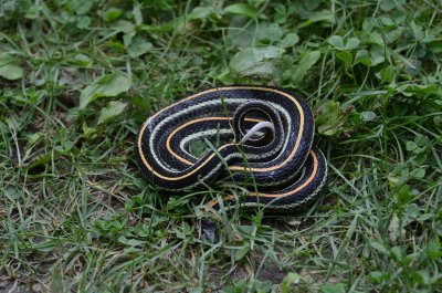 Common Garter Snake