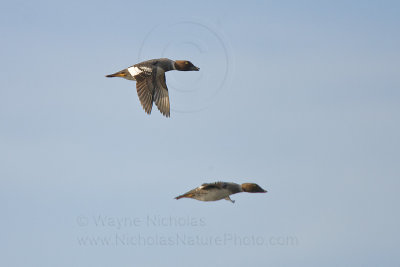 Common_Goldeneye_wn_080103_017.jpg