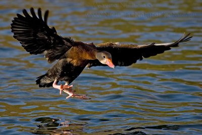 Black-bellied_Whistling_Duck_wn_080109_027.jpg