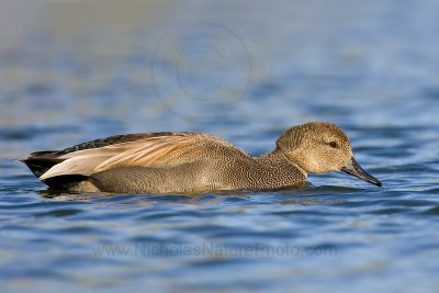 Gadwall_wn_080120_001.jpg