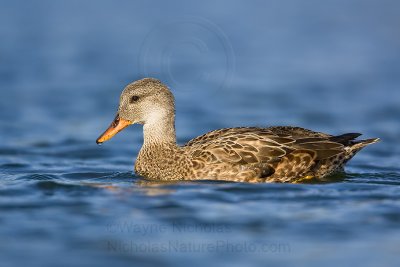 Gadwall_wn_080120_007.jpg