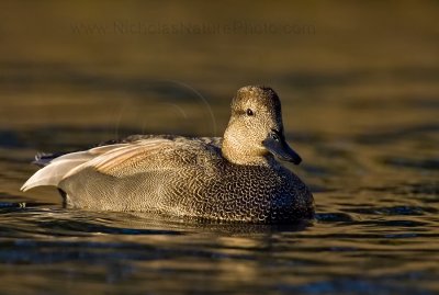 Gadwall_wn_080120_038.jpg