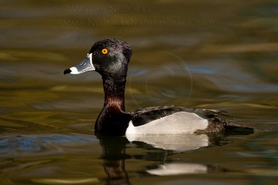 Ring-Necked_Duck_wn_080109_004.jpg