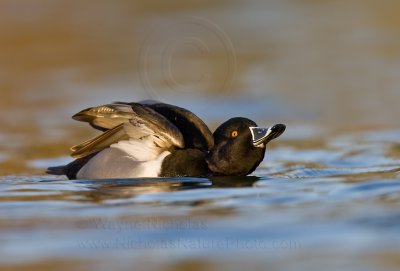 Ring-necked_Duck_wn_080120_048 pbase.jpg