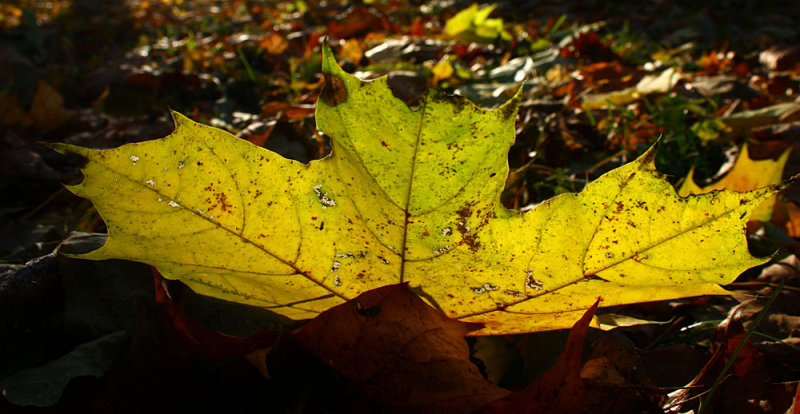 Colors of autumn