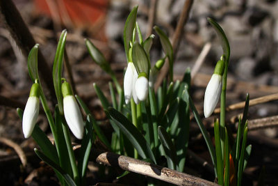 Galanthus nivalis