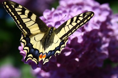 Butterfly on Syringa vulgaris (Lilac)