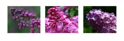 Syringa vulgaris