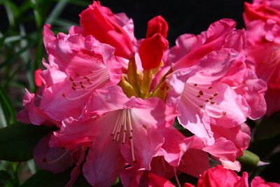 Rhododendron