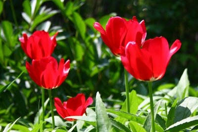 Tulips
