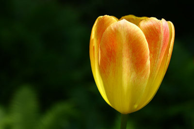 Tulip