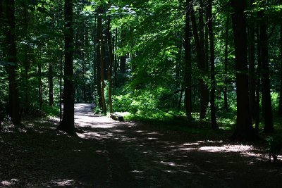 Forest - Ojcowski National Park