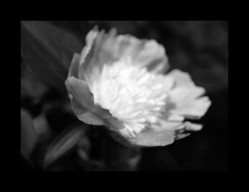 Peony