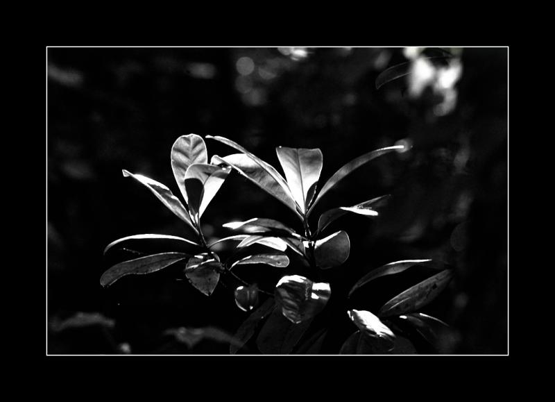 dancing in the morning sun