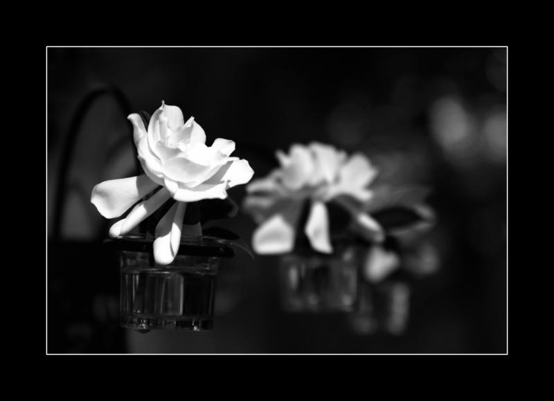 gardenias@breakfast