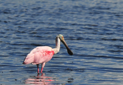 Blackpoint Wildlife Drive