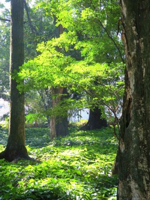 Verte  l'intrieur des arbres  Antonio DE MORAIS  2012.jpg